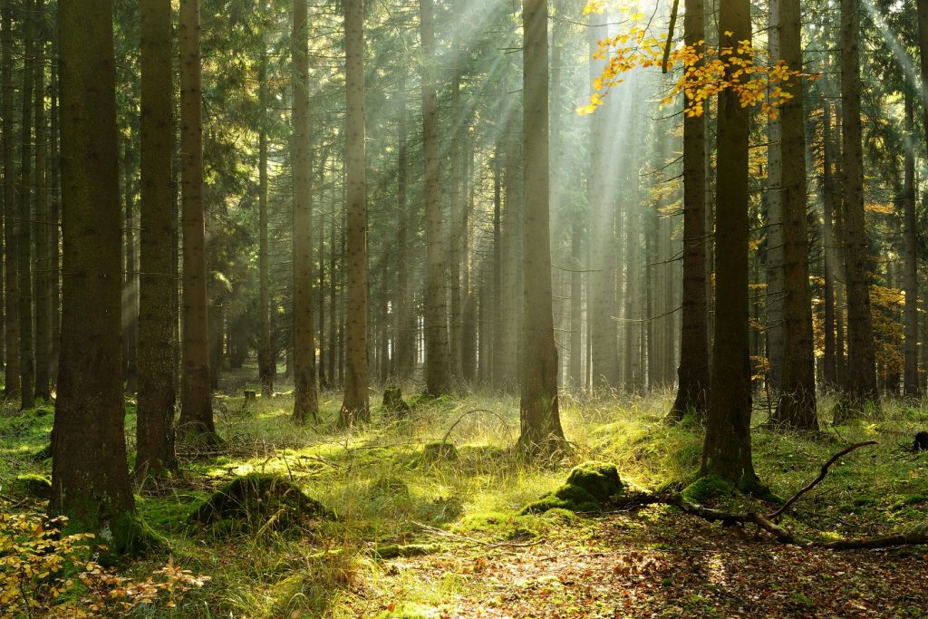 Spruce Tree Forest in Autumn Illuminated by Sunbeams through Fog Spruce Tree Forest in Autumn Illuminated by Sunbeams through Fog
